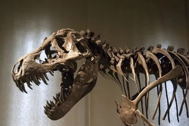 T-Rex-esqueleto