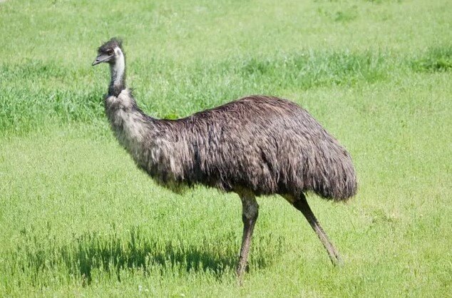 emu australiano puede saltar
