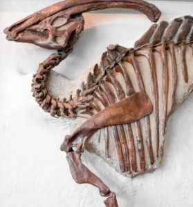 duracion huesos dinosaurio