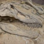 ¿Todos los huesos de dinosaurio son fósiles?