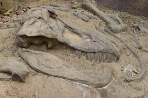 huesos fósiles de dinosaurio